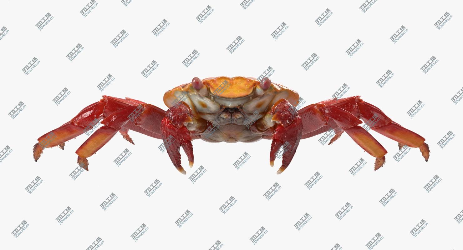 images/goods_img/2021040163/Red Rock Crab Rigged for Maya/2.jpg